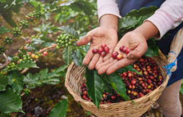 Café experimenta una jornada positiva al cerrar con un aumento del 1,9% el 9 de enero